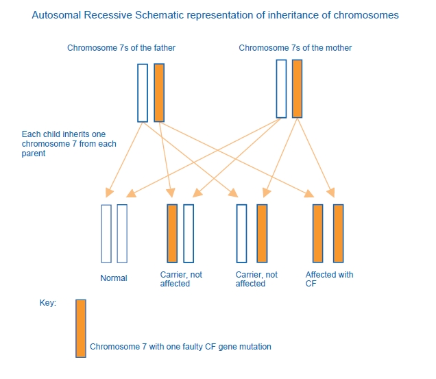 inheritance of chromosomes